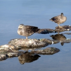 Anas superciliosa (Pacific Black Duck) at Coombs, ACT - 18 May 2020 by Hutch68