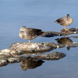 Anas superciliosa at Coombs, ACT - 18 May 2020