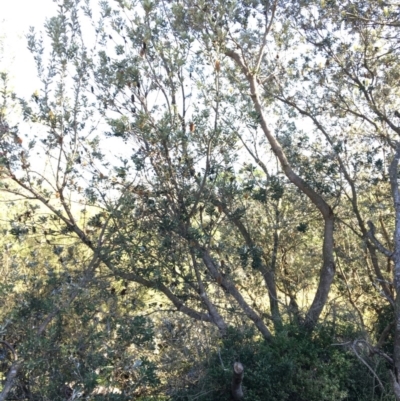 Banksia integrifolia subsp. integrifolia (Coast Banksia) at North Tura Coastal Reserve - 17 May 2020 by Carine