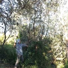 Banksia integrifolia subsp. integrifolia (Coast Banksia) at North Tura Coastal Reserve - 17 May 2020 by Carine