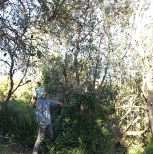 Banksia integrifolia subsp. integrifolia at North Tura - 17 May 2020