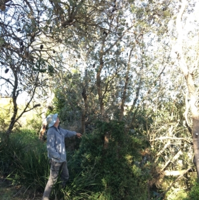 Banksia integrifolia subsp. integrifolia (Coast Banksia) at North Tura Coastal Reserve - 17 May 2020 by Carine
