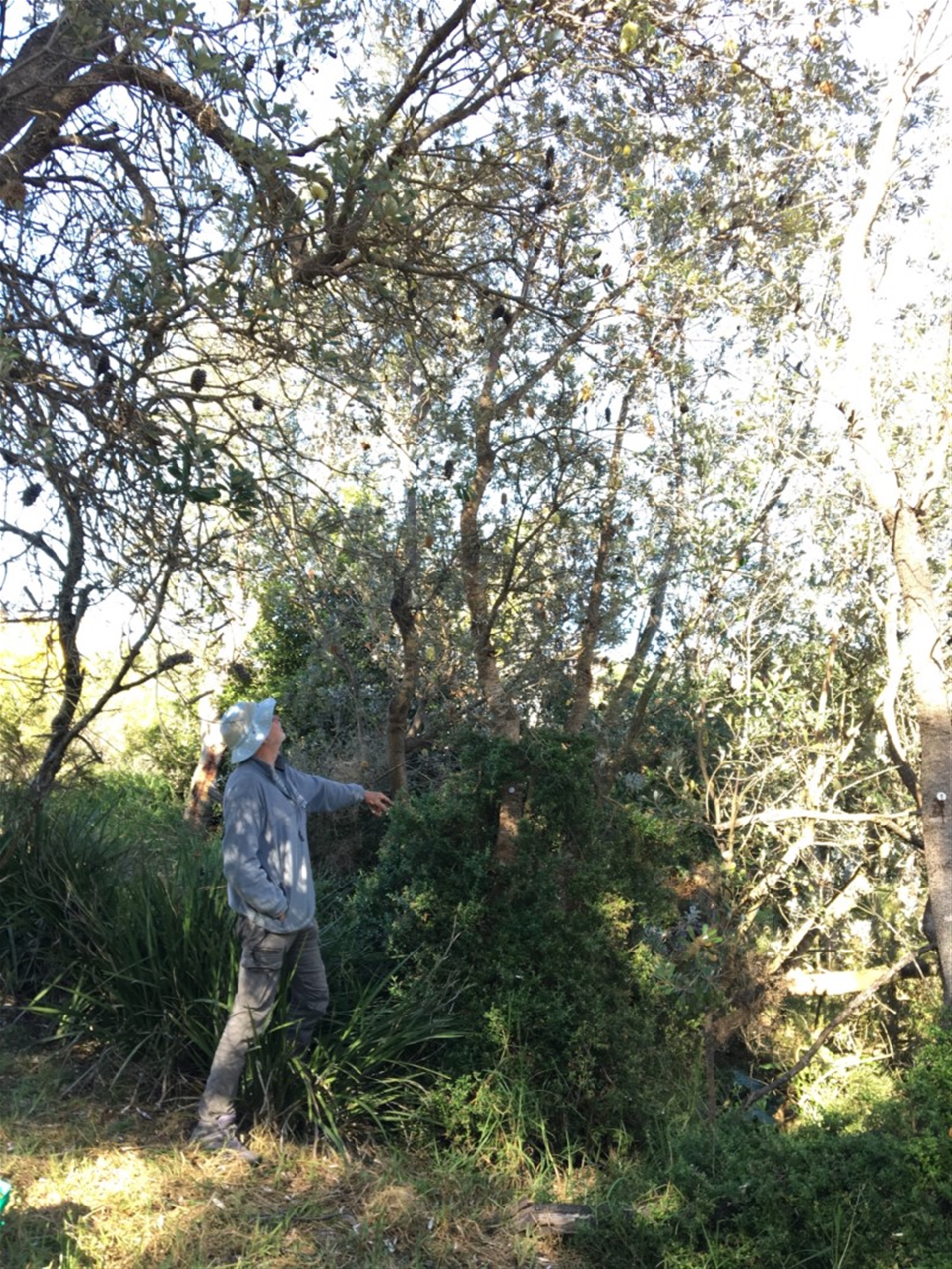 Banksia integrifolia subsp. integrifolia at North Tura - 17 May 2020 02:29 PM