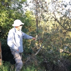 Banksia integrifolia subsp. integrifolia (Coast Banksia) at North Tura - 17 May 2020 by Carine