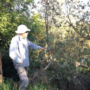 Banksia integrifolia subsp. integrifolia at North Tura - 17 May 2020