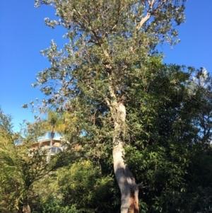 Banksia integrifolia subsp. integrifolia at Tura Beach, NSW - 17 May 2020