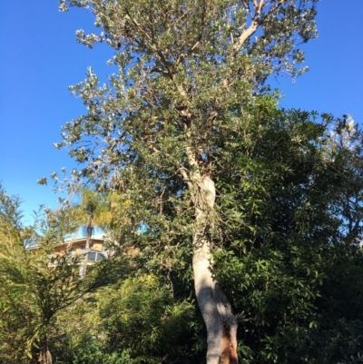 Banksia integrifolia subsp. integrifolia (Coast Banksia) at Tura Beach, NSW - 17 May 2020 by Carine