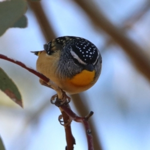 Pardalotus punctatus at Greenway, ACT - 17 May 2020