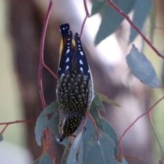 Pardalotus punctatus at Greenway, ACT - 17 May 2020