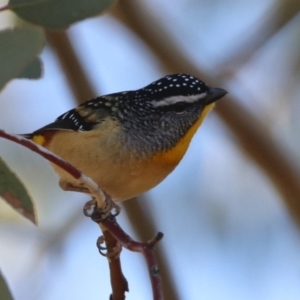 Pardalotus punctatus at Greenway, ACT - 17 May 2020