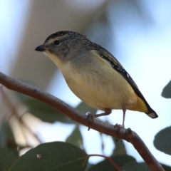 Pardalotus punctatus at Greenway, ACT - 17 May 2020