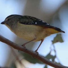 Pardalotus punctatus at Greenway, ACT - 17 May 2020