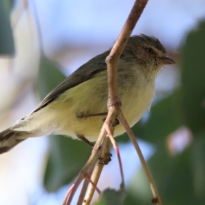 Smicrornis brevirostris at Greenway, ACT - 17 May 2020