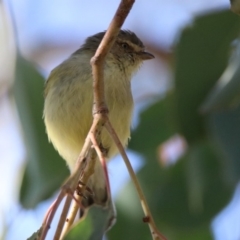 Smicrornis brevirostris at Greenway, ACT - 17 May 2020