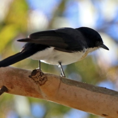 Myiagra inquieta (Restless Flycatcher) at Greenway, ACT - 17 May 2020 by RodDeb