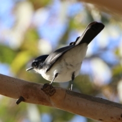 Myiagra inquieta at Greenway, ACT - 17 May 2020 03:06 PM