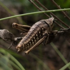 Monistria concinna at Paddys River, ACT - 16 May 2020