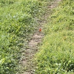 Petroica phoenicea (Flame Robin) at Stony Creek - 18 May 2020 by RAllen