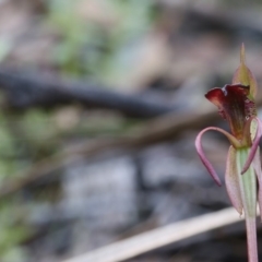 Chiloglottis reflexa (Short-clubbed Wasp Orchid) at Hackett, ACT - 16 May 2020 by PeterR