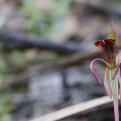 Chiloglottis reflexa (Short-clubbed Wasp Orchid) at Black Mountain - 16 May 2020 by PeterR
