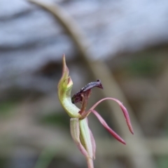 Chiloglottis reflexa at Hackett, ACT - suppressed