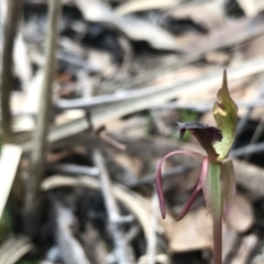 Chiloglottis reflexa at Hackett, ACT - suppressed