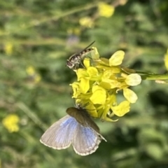 Zizina otis (Common Grass-Blue) at Uriarra Recreation Reserve - 17 May 2020 by RAllen