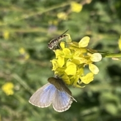 Zizina otis (Common Grass-Blue) at Stromlo, ACT - 18 May 2020 by RAllen