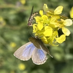 Zizina otis at Stromlo, ACT - 18 May 2020