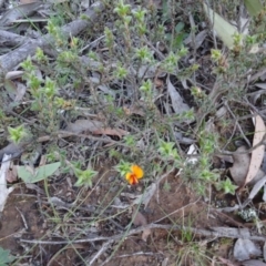 Pultenaea procumbens (Bush Pea) at Carwoola, NSW - 15 May 2020 by AndyRussell