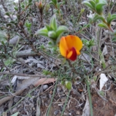Pultenaea procumbens at Carwoola, NSW - 15 May 2020