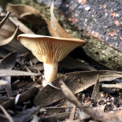 Unverified Fungus at Clear Range, NSW - 18 May 2020 by KMcCue