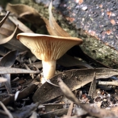 Unidentified Cup or disk - with no 'eggs' at Clear Range, NSW - 18 May 2020 by KMcCue