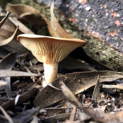 Unidentified Fungus at Clear Range, NSW - 18 May 2020 by KMcCue