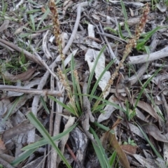 Plantago gaudichaudii (Narrow Plantain) at Carwoola, NSW - 15 May 2020 by AndyRussell