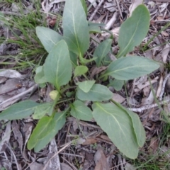 Viola betonicifolia (Mountain Violet) at Stony Creek Nature Reserve - 15 May 2020 by AndyRussell