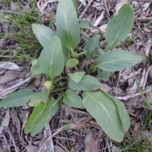 Viola betonicifolia at Carwoola, NSW - 15 May 2020