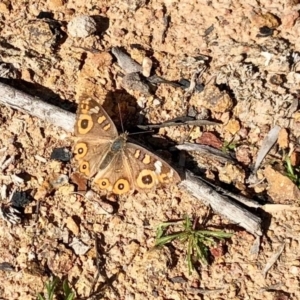 Junonia villida at Michelago, NSW - 18 May 2020