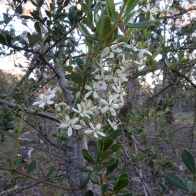 Bursaria spinosa (Native Blackthorn, Sweet Bursaria) at Carwoola, NSW - 15 May 2020 by AndyRussell