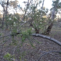 Bursaria spinosa at Carwoola, NSW - 15 May 2020
