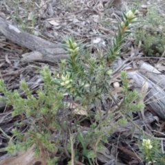 Melichrus urceolatus (Urn Heath) at Stony Creek Nature Reserve - 15 May 2020 by AndyRussell