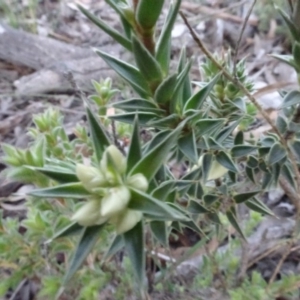 Melichrus urceolatus at Carwoola, NSW - 15 May 2020