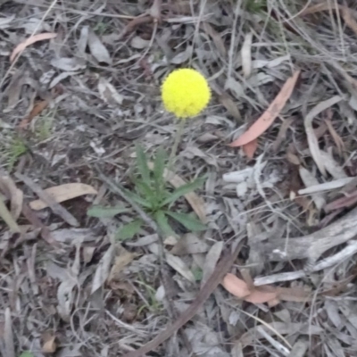 Craspedia variabilis (Common Billy Buttons) at Stony Creek Nature Reserve - 15 May 2020 by AndyRussell