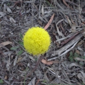 Craspedia variabilis at Carwoola, NSW - 15 May 2020