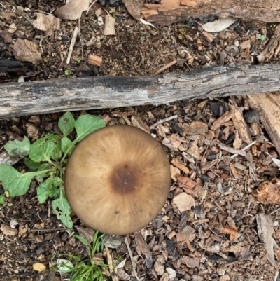 Oudemansiella gigaspora group (Rooting Shank) at Red Hill Nature Reserve - 18 May 2020 by LisaH