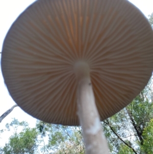 Oudemansiella gigaspora group at Deakin, ACT - 18 May 2020