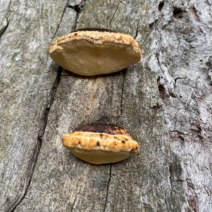 Truncospora ochroleuca at Deakin, ACT - 18 May 2020