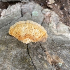 Truncospora ochroleuca at Deakin, ACT - 18 May 2020