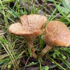 Unidentified Fungus at Red Hill Nature Reserve - 18 May 2020 by LisaH