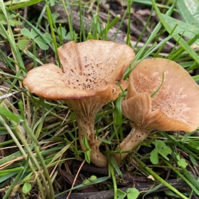 Unidentified Fungus at Deakin, ACT - 18 May 2020 by LisaH